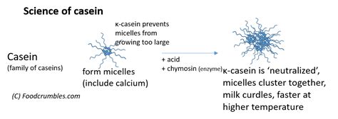 How Casein Proteins Are Crucial For Making Cheese - FoodCrumbles