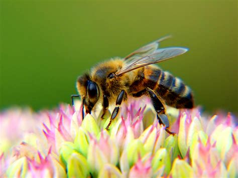 Tips for a Bee Friendly Garden - Official Blog of Park Seed