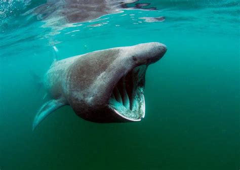 Ocean Giants: 15 Of The Largest Sea Animals In The World