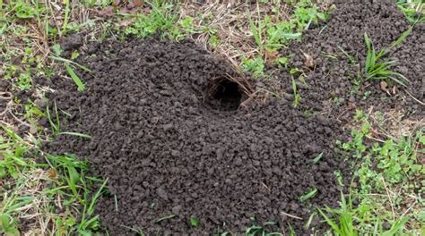 How To Fill Chipmunk Holes - 4 Easy Methods To Fill Their Tunnel