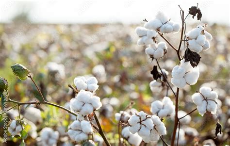 cotton plantation background farming concept Stock Photo | Adobe Stock