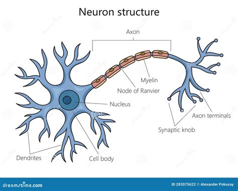 Diagram Of A Neuron, Cerebral Cortex. Vector Illustration ...