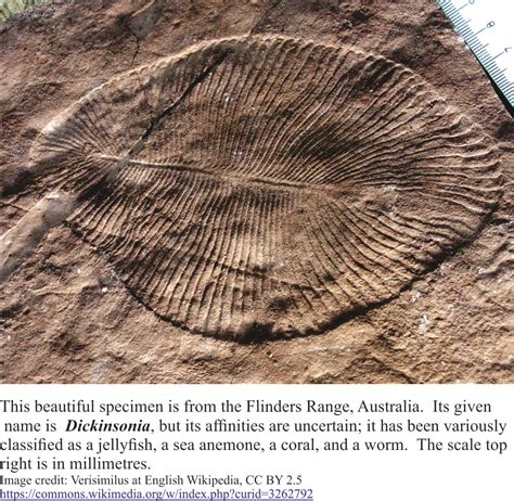 fossil impressions Archives - Geological Digressions