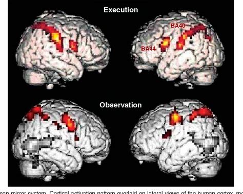 [PDF] Mirror Neurons | Semantic Scholar