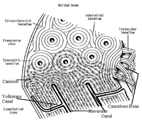 Histology of Bone