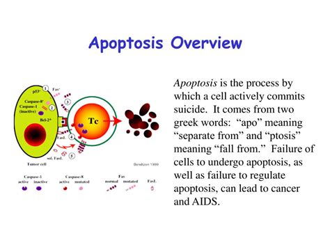 PPT - Apoptosis, Cancer and Proteins PowerPoint Presentation, free ...