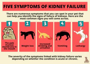 Diagnosis And Treatment Of Kidney Failure In Dogs | Bark For More