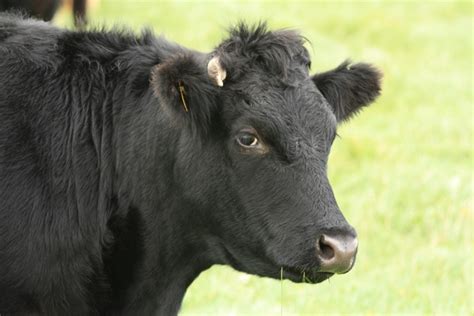 Free stock photos - Rgbstock - Free stock images | Cow face close-up | ColinBrough | November ...