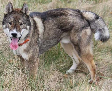 Shikoku dog - Breed Information and Images - K9 Research Lab - All dogs