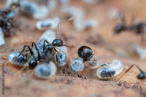 Inside a nest of Pheidole big-headed ants, with pupae, larvae and eggs, under a rock in tropical ...