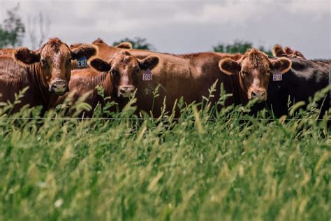 Regenerative Grazing: Fundamentals for Farmers | The Land Connection