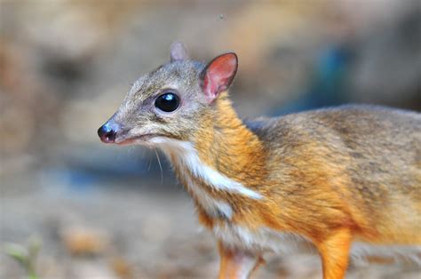 Mouse deer - KHAO SOK National Park, Thailand