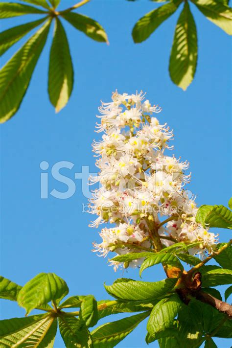 Chestnut Tree Flowers Blooming Stock Photo | Royalty-Free | FreeImages