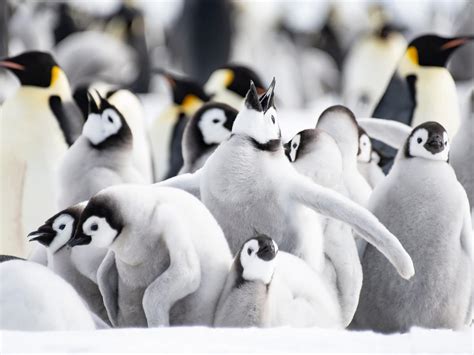 What is a Group of Penguins Called? (Complete Guide) | Birdfact