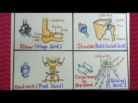 Pivot Joint Neck Diagram