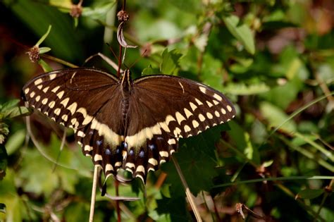 Field Notes and Photos: Florida Fall Butterflies