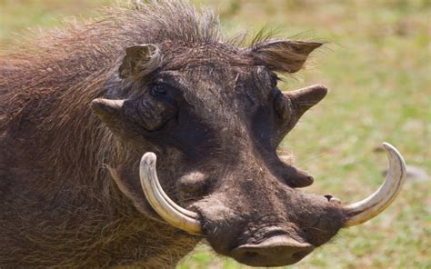 Do Warthogs Really Have Warts? | Wonderopolis