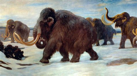 Protecting extinct woolly mammoths could help save elephants | Science ...