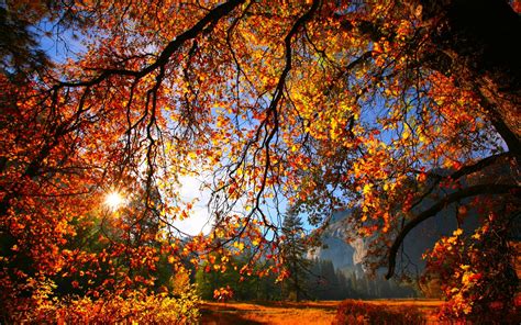 Autumn fall season nature landscape leaf leaves color seasons tree ...