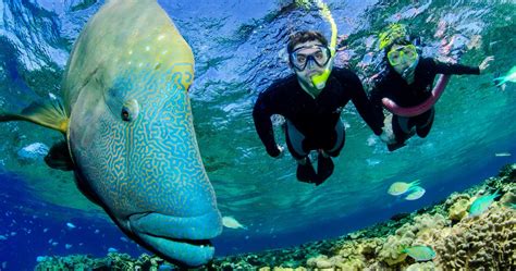 Port Douglas outer reef snorkelling tour | musement