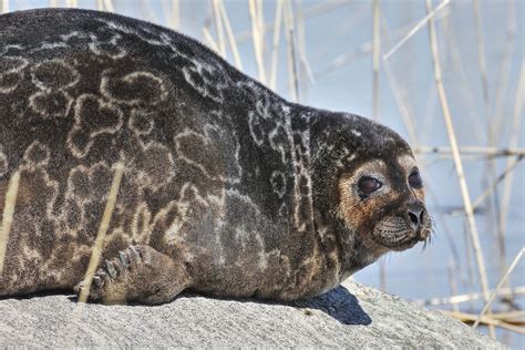 Saimaa Ringed Seal - The Lost Passport