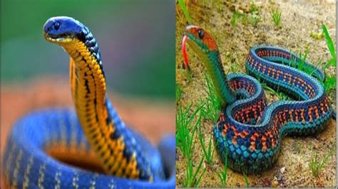 New 8 Rarest Snakes in the World Found in 2020 | Strange Facts | Strange Creatures | FACT BOMBS ...