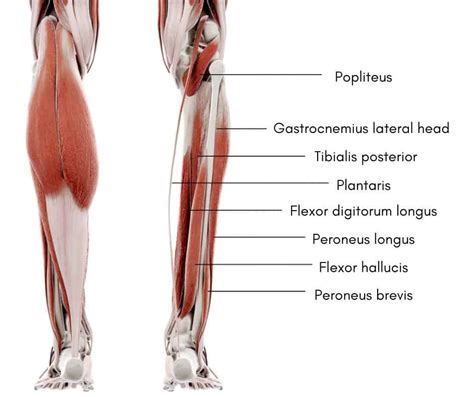 Popliteus Muscle Injury: Causes, Symptoms, and Effective Physiotherapy ...