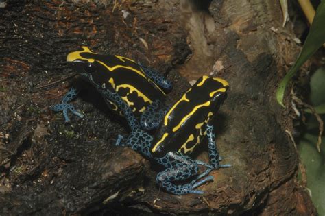 Dendrobates tinctorius - Frogs & Co