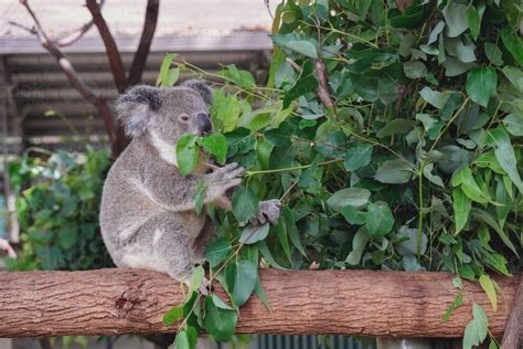 Image of Koala bear eating leaves - Austockphoto