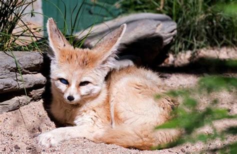 Fennec Fox Facts | Appearance, Habitat, Diet and More | Cool Kid Facts