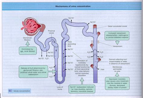 Loop of henle; Nephronic Loop; Ansa Nephroni