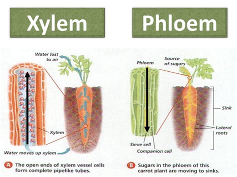 Xylem And Phloem Diagram, Xylem Phloem Plant Gfycat Anatomy Plant Botany Leaf Png Pngegg - In ...