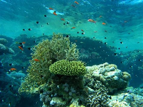 Shoal of fish on the reef stock photo. Image of life, flora - 7412988