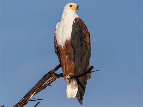 African Fish-Eagle - eBird