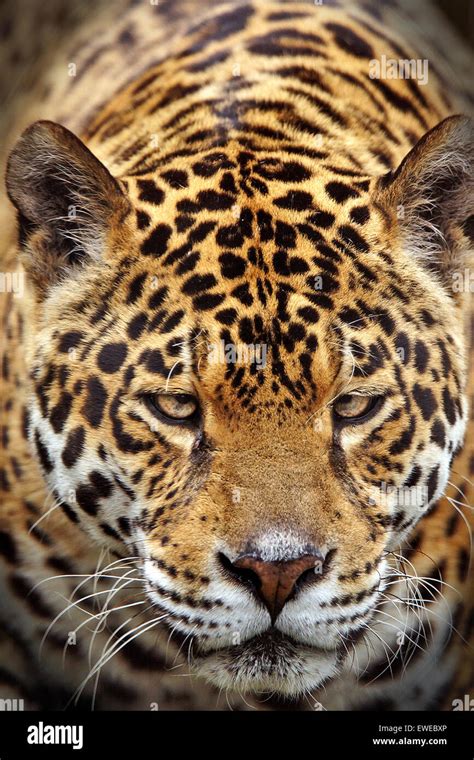 Jaguar face hi-res stock photography and images - Alamy