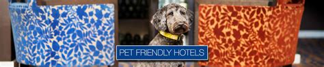 Pet Friendly Hotels That Allow Dogs & Cats | Best Western Hotels UK