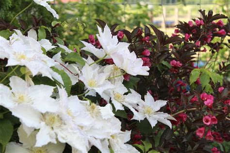 How to Plant, Grow, and Care for Clematis - Florissa