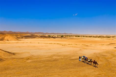 Premium Photo | Caravan of camels in the desert