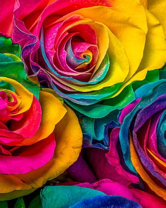 Rose Flower Wallpaper In Full Hd | Best Flower Site