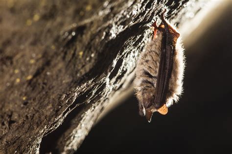 Little Brown Bat Habitat | Bat Control