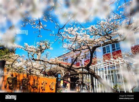 Alishan, Chiayi - March, 2013: National Park Alishan cherry blossom season, Tainan, Taiwan Stock ...