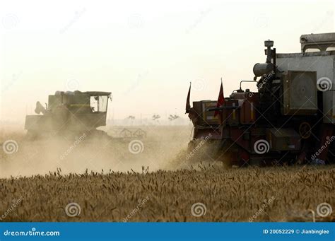 Wheat harvest stock image. Image of agriculture, poetry - 20052229