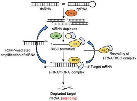 RNA Interference or RNAi - Microbiology Notes