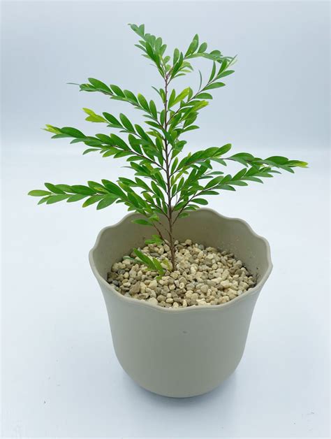 Phyllanthus Myrtifolius Bonsai, Furniture & Home Living, Gardening, Plants & Seeds on Carousell