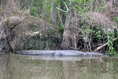Louisiana - Slidell: Dr. Wagner's Honey Island Swamp Tours… | Flickr