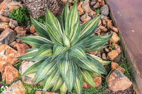 Agave 'Blue Flame' Streaker | Succulent landscaping, Variegated plants ...