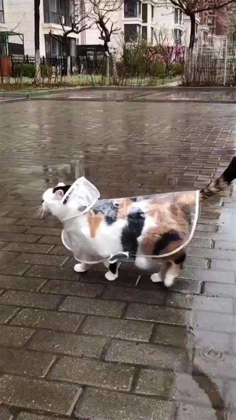 cat in the rain 🧡🧡🧡 | Funny cute cats, Cute animals, Cat memes