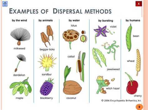 PPT - Fruit and Seed Dispersal PowerPoint Presentation, free download - ID:1561303