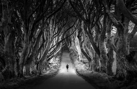 HD wallpaper: Dark Hedges, Avenue of Beech Trees, Northern..., Black and White | Wallpaper Flare