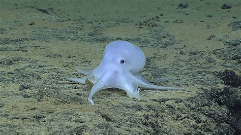 Possible new octopus species found near Hawaii, scientists say - LA Times